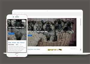 关于宠物狗销售网站模板下载 发卡网创- 首码创想网创资源