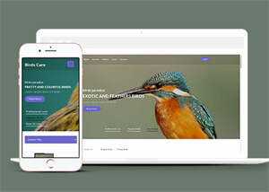 专业鸟类百科HTML网站模板 发卡网创- 首码创想网创资源